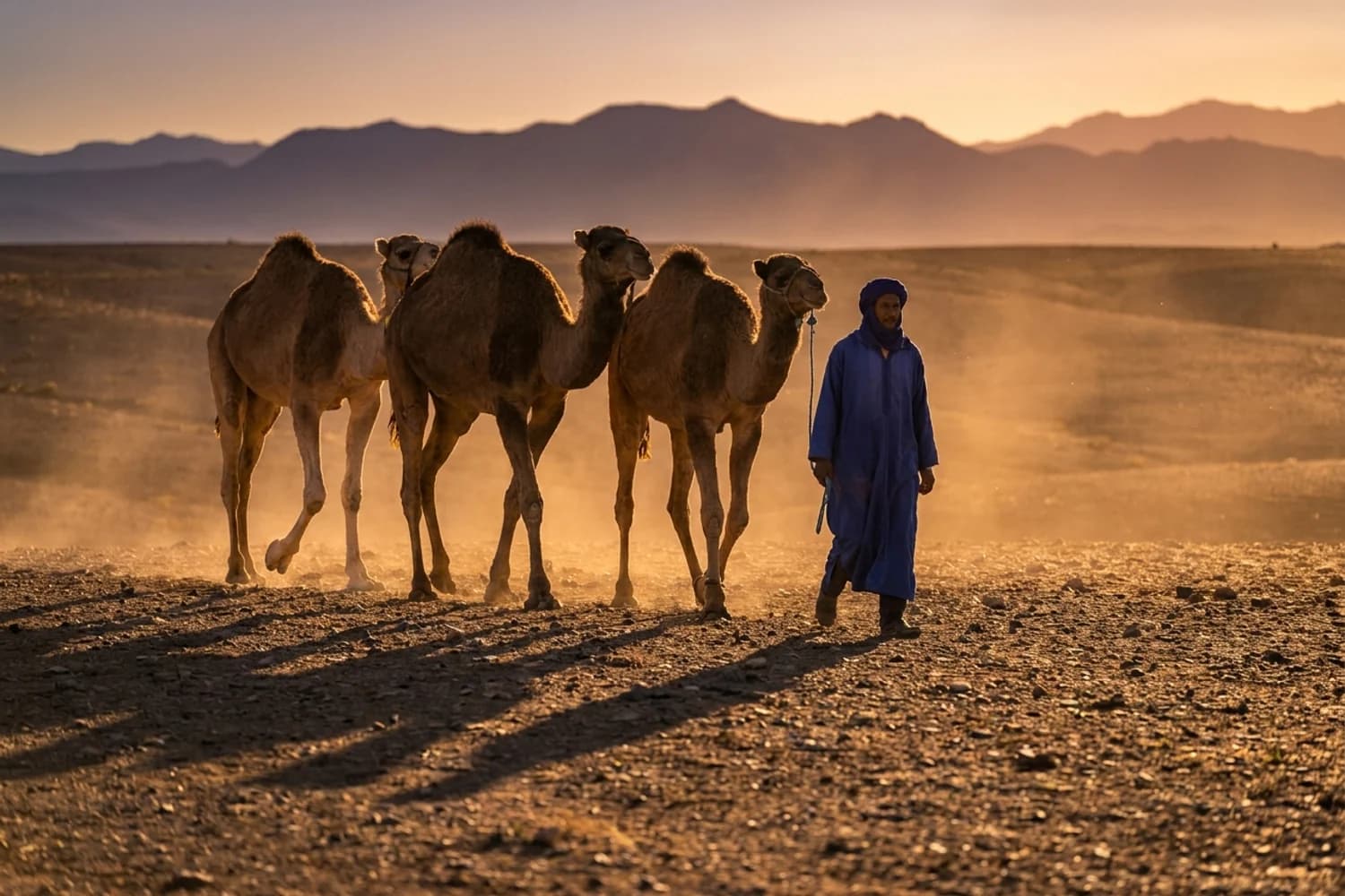 Désert d'Agafay au coucher de soleil avec dromadaires